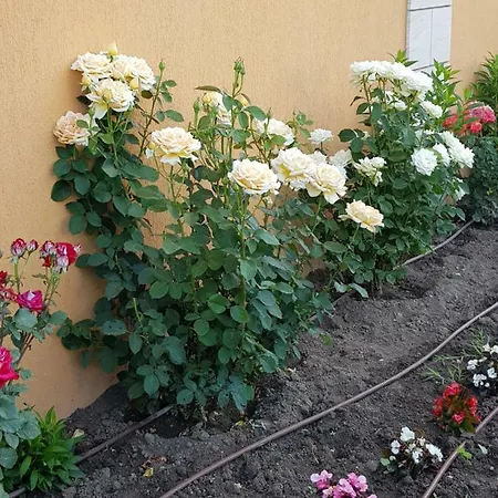 Boulevard Sea Lejlighedshotel